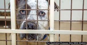 Woman Drives 1,400 Miles To Bring Lost Dog Back Home - Only To Find Out They Don't Want Her Anymore