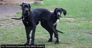 13 Malnourished Great Danes Rescued From Abandoned Breeding Farm