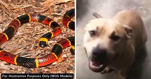 Pit Bull Passes Away After Protecting Florida Kids From Aggressive Coral Snake