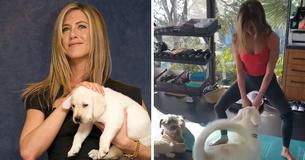 Jennifer Aniston’s Dolly & Clyde : Two Rescued Dogs Who Found Their Forever Home with a Hollywood Star!