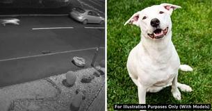 Dog Abandoned On Camera Can’t Stop Smiling Since His Adoption
