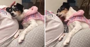 Adorable Dog Can't Contain Excitement To Meet Baby Sister And Snuggles On Her Fur Mom’s Womb