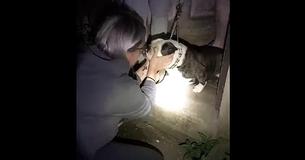 Lonely Dog's Sad Cries Lead Rescuers To Door Of Locked Basement