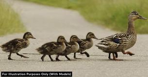 Mama Duck Marches Her Baby Ducklings Through The Hallways Of A Nursing Home Each Year