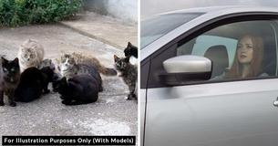 Woman Turned Down By Shelter Dumps 11 Pets In The Middle Of A Road And Drives Away