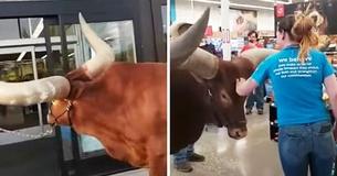 Man Tests Store’s 'All Leashed Pets Are Welcome' Policy By Bringing In 2,000-Pound Bull