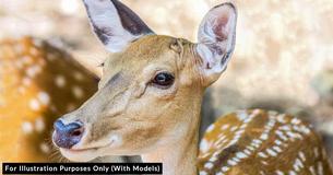 Woman Leaves Back Door Open During Storm And Discovers 3 Baby Deer In Her Living Room