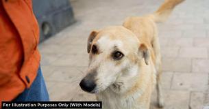 Owner Gives Dog To Shelter Because The Pup Was “Too Affectionate”