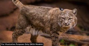 Family Returns Home To Discover Bobcat Curled Up In Their Dog’s Bed