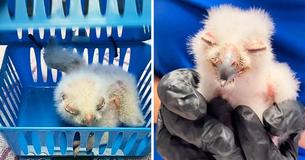 Rescuers Repurpose Laundry Basket Into Bird’s Nest To Save Baby Owl That Fell From Tree