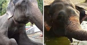 Elephant Was Held In Captivity For His Entire Life, Has Heartbreaking Reaction When He's Finally Freed