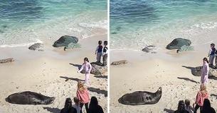 Les internautes applaudissent le sauveteur qui a expulsé de la plage une jeune fille qui a jeté des pierres sur un lion de mer endormi
