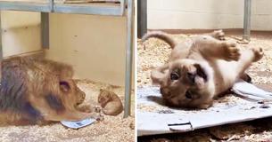 Papa Lion Kneels Down Low To Get A Good First Look At His Newborn Cub