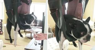 Dog Dad Invents Grooming Pouch For Pup Who Can’t Stand Getting Nails Trimmed