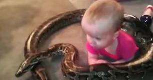 Father Explains Decision To Allow Toddler To Play With His 13-Foot Python