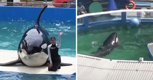 Captive Orca Lolita Set to Be Released In The Wild After 50 Years Amid New ‘Era Of Accountability’
