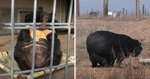 Overweight Bear Confined In Small Enclosure Was Rescued & Is Now Recovering In Animal Sanctuary