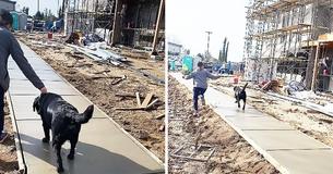 Dogs Leave Permanent Pawprints After Veterinary Clinic Allows Them To Run Through Wet Cement
