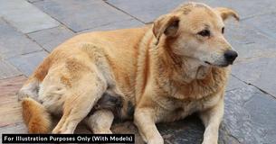 Mom Thinks Dog Is Pregnant With 7 Puppies Only To Find The X-Rays Miscalculated Her Litter