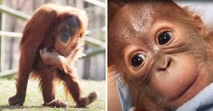 Zookeeper Breastfeeds Her Baby In Front Of Orangutan To Teach Her How To Nurse