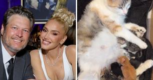 Gwen Stefani und Blake Shelton heißen "bezaubernde" neue Mitglieder in ihrer Familie willkommen
