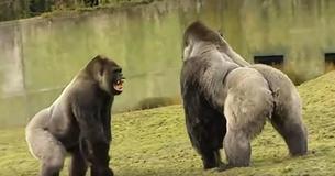 Un gorille de 2 mètres surprend les gardiens de zoo dans une séquence exceptionnelle qui fait le tour du web