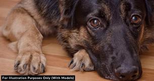 Family Abandons Loyal German Shepherd At Shelter Because They Are Expecting A Baby