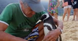 Penguin Swims Thousands Of Miles To See Rescuer