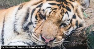 Rescued Circus Tiger Finds Love Of Her Life