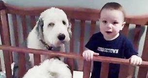 Little Boy Shows All Shades Of Excitement After Dad Walks In On Him And The Dog Napping