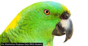 You’ll Be In Tears Hearing Parrot Singing ‘Margaritaville’