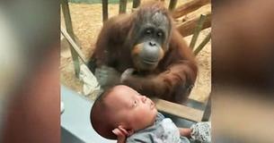 Orangutan Asks To See A 3-Month-Old Baby In Awe-Inspiring Moment Captured At A Zoo
