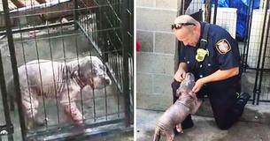 Sick Puppy Feels Down At Shelter But Is ‘Grateful’ When Firefighter Who Rescued Her Returns