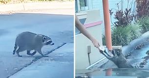 Wild Raccoon Accepts Food From A Coffee Chain & Becomes Internet Sensation