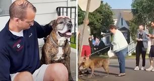Dog Owner Takes His Canine On Last Walk Around The Town After Lymphoma Diagnosis