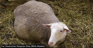 Woman Expects Pregnant Sheep To Die With Stillborn Lambs In Womb, Sees 4 Babies Prancing Around Her