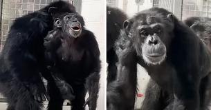 Freed Lab Chimpanzee Amazed After Seeing the Sky For The First Time In Decades