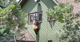 Wandering Bear Breaks Into Family's Home, Eats Their Pork Chops And Tries To Escape From Upstairs Window