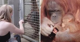 Zookeeper Teaches New Orangutan Mom How To Nurse By Breastfeeding In Front Of Her