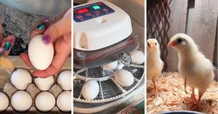 Woman Takes Home Free-Range Eggs From Grocery Store To Hatch Them Instead Of Eating Them