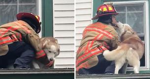 Video Captures Dog Kissing Firefighter Who Saved Him After He Got Stuck On A Roof