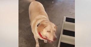 6 Months After Blind Senior Dog Was Abandoned By Her Family, She's Finally Adopted