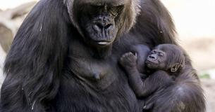 Gorilla Gives Birth To A Baby & Surprises Zookeepers Who Thought The Animal Was Male