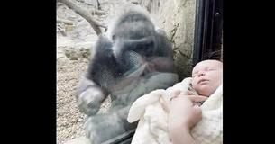 Mama Gorilla & Her Baby Fawn Over Human Newborn Separated By Glass At Zoo