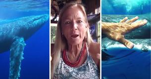 50,000-Pound Whale Protects Scientist From Tiger Shark & They Reunite A Year Later