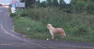 Loyal Dog Escaped From Owner’s Car But Stayed In The Same Roadside Spot For 4 Years