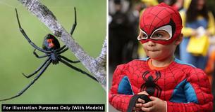 8-Year-Old Boy Lets Black Widow Spider Bite Him In Hopes Of Becoming A Superhero