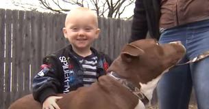 Adopted Pet Dog Saves Child Suffering Seizures By Alerting Mom In The Middle of The Night