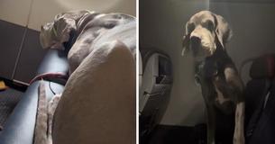 Dog Dad Splurges On 3 Seats On A Plane To Accommodate His Great Dane