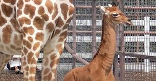 Zoológico reporta el nacimiento de una jirafa sin manchas, que posiblemente sea la "única jirafa de patrón sólido" del mundo